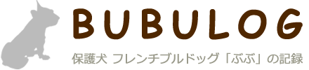 フレンチブルドッグ 保護犬「ぶぶ」の記録 BUBULOG